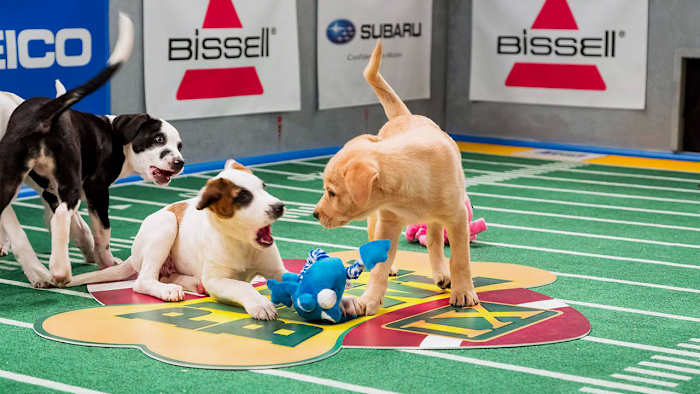 Puppy-Bowl-IX-(2).jpg